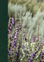 Living With Herbs